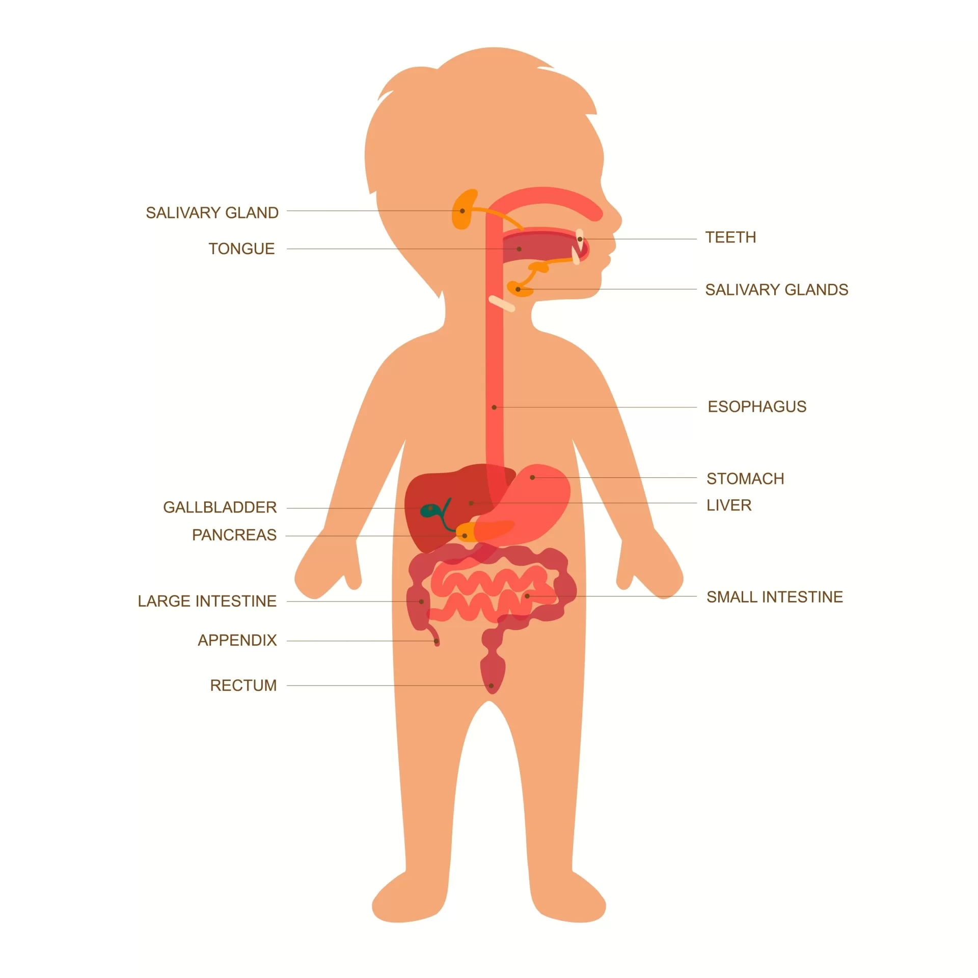 infant digestive system anatomy, do AI tạo