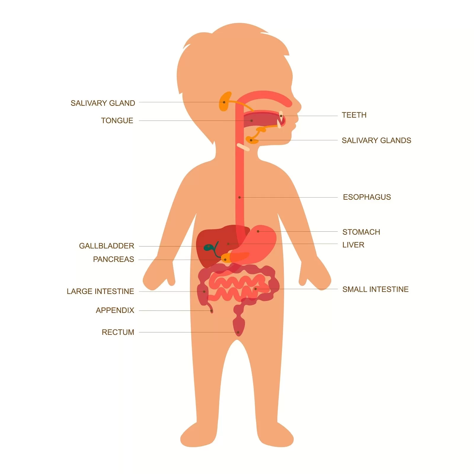 infant digestive system anatomy, do AI tạo